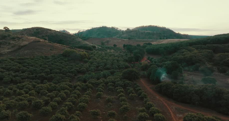 Rows of bushes sit in a field in the countryside