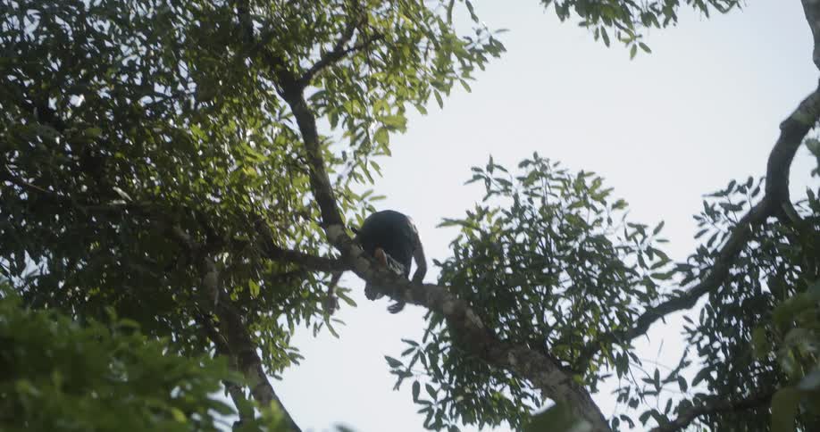 A kid is standing on a tree branch high in the air and he jumps down