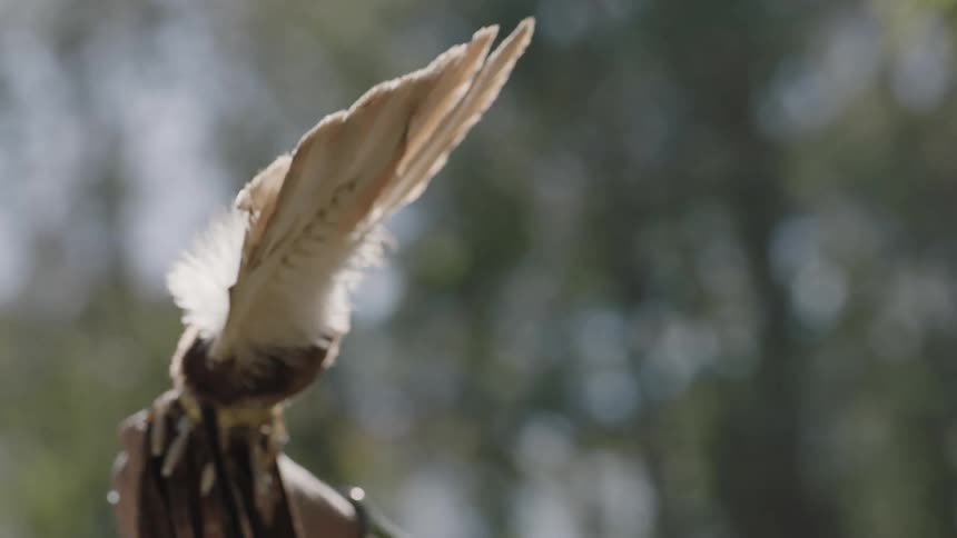 A man holds bundled feathers and dances around