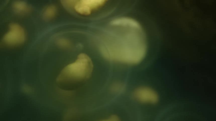 Pods float in translucent flesh in green skinned mass