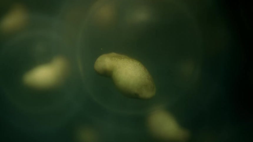 The objects are floating in cells