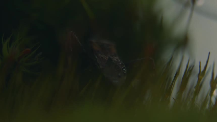 The insect crawls in the grass