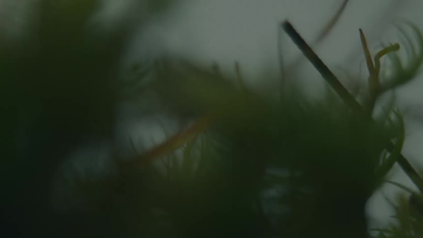 The insect is crawling on the branch