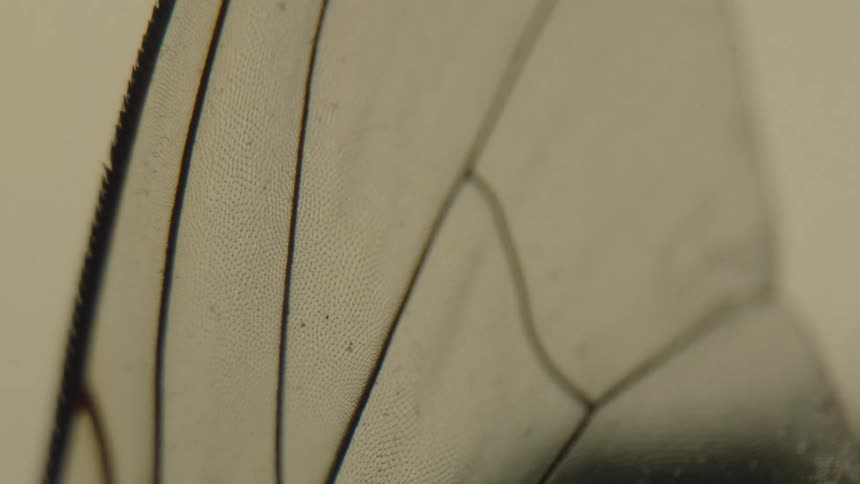 The details in a butterfly wing are shown under a microscope