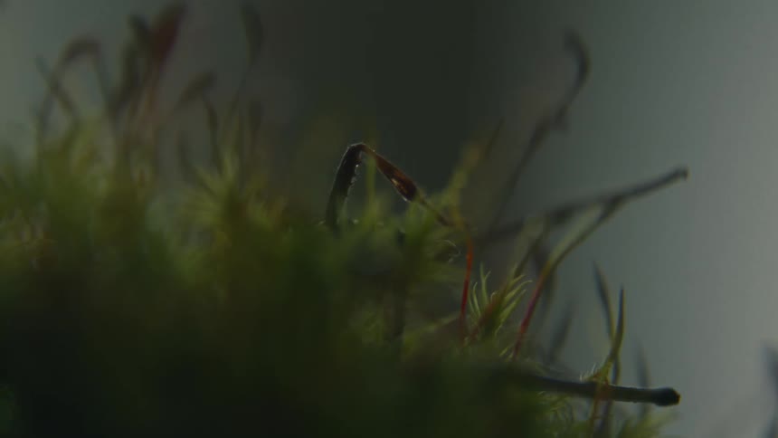 An insect crawls on a plant