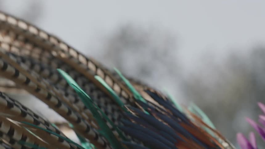 Colorful feathers of a headdress