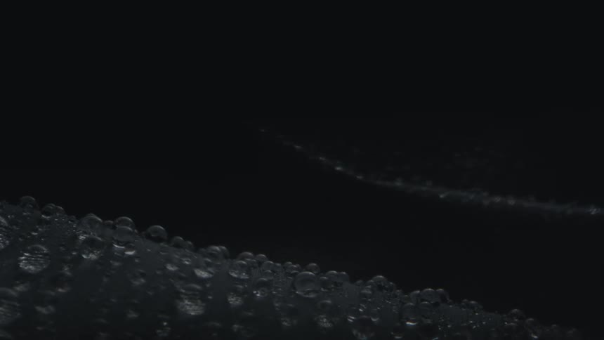 Dozens of water droplets form on the surface of a leafy plant