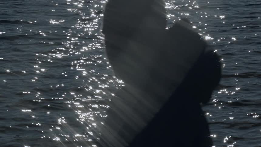 A person stands in front of the ocean and watches the waves roll