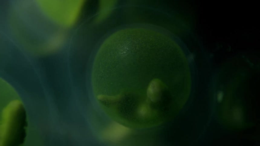 The tadpole is growing in the cell