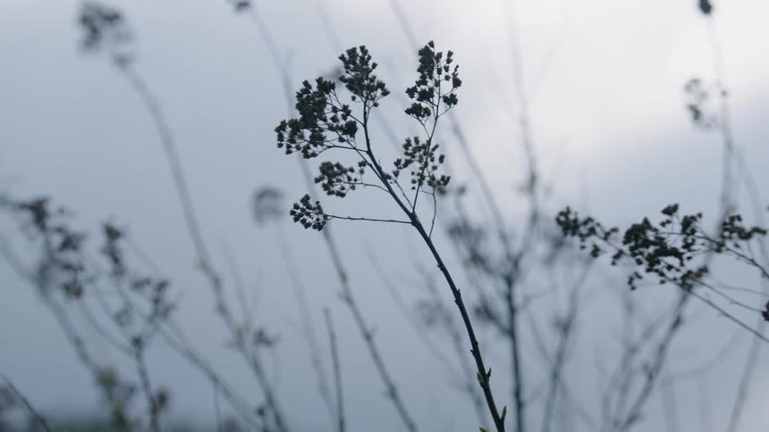Wild plant with clusters on stalks sways in the wind on an overcast day
