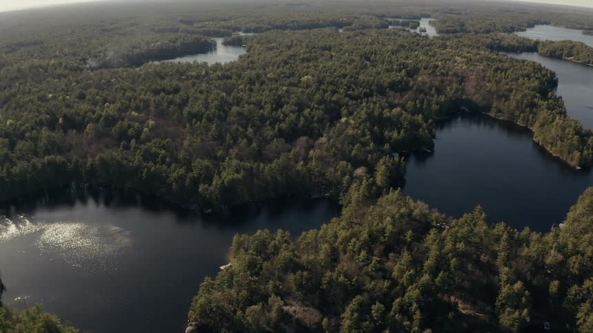Trees in forest surrounded by large bodies of water during the day