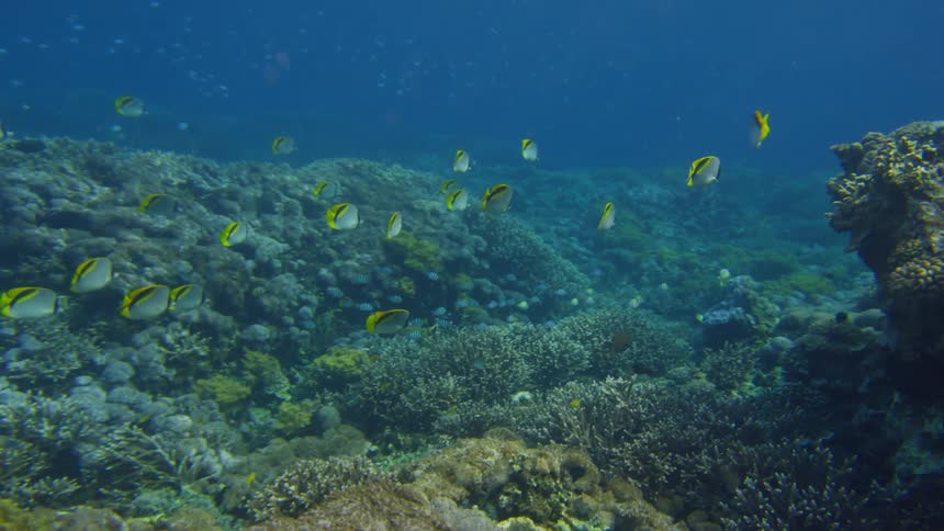 The fish swim underwater together