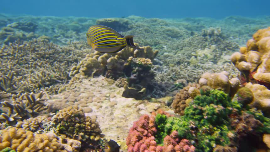 Colorful tropical fish swimming over colorful sponges on a tropical coral reef