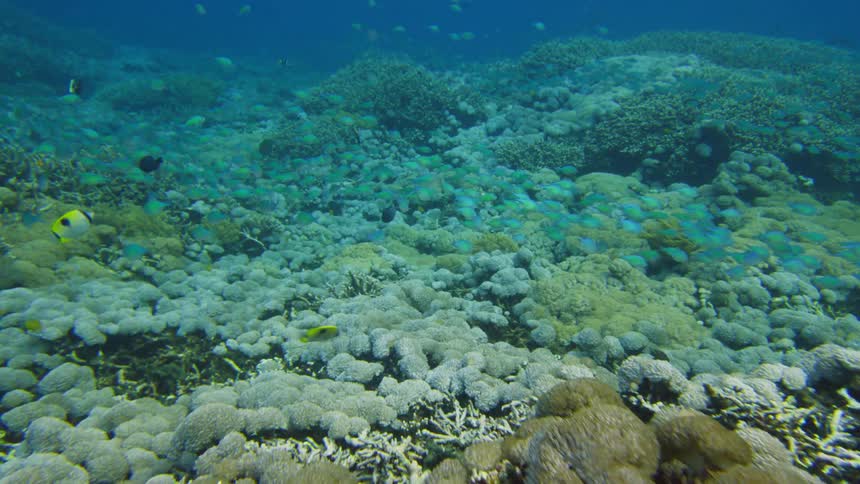 Fish swimming under water in the ocean