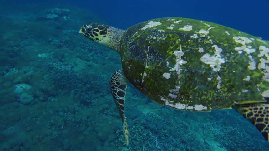 A turtle swims under water