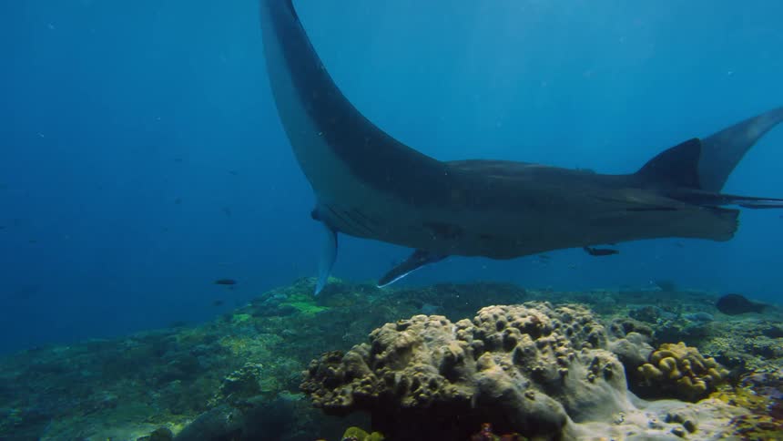 The giant oceanic manta ray with triangular pectoral fins swims in blue water