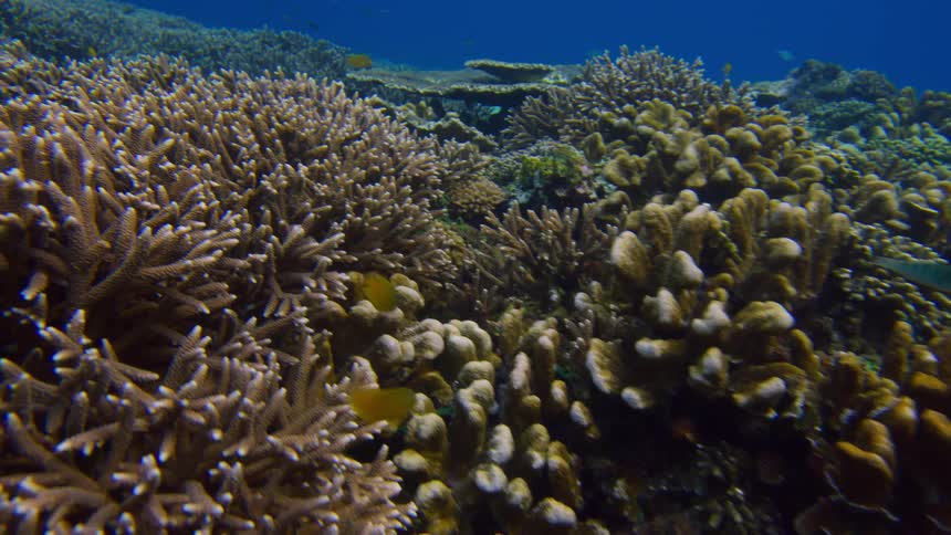 Fish swim among coralon reef in murky water