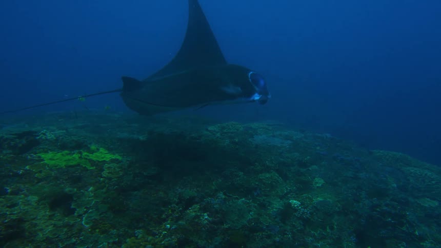 The giant oceanic manta ray with triangular pectoral fins swims in blue water