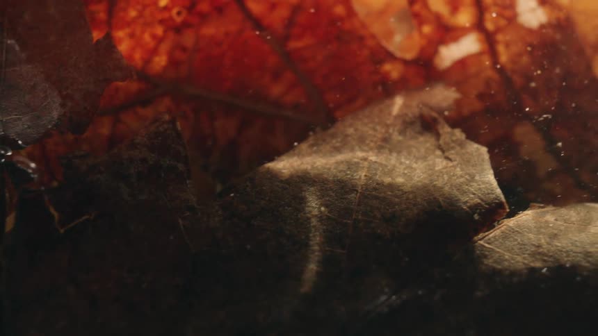 Closeup of dead brown leaves in water