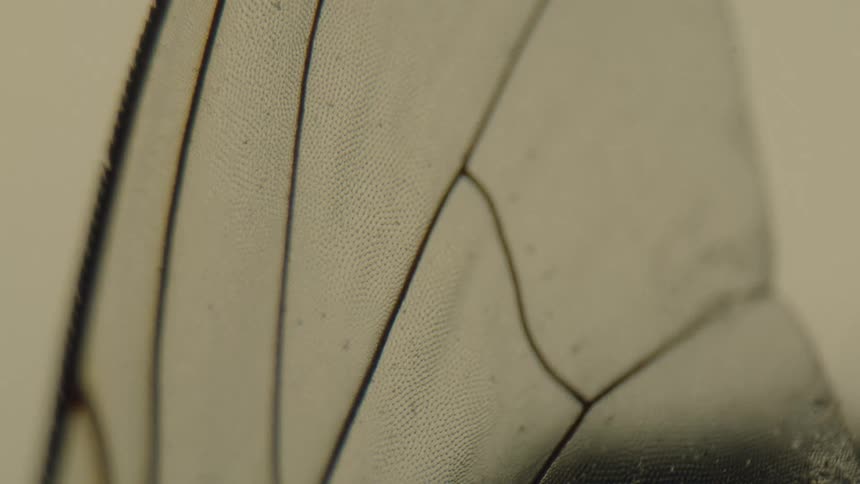 Extreme close up of the structure of a transparent insect wing