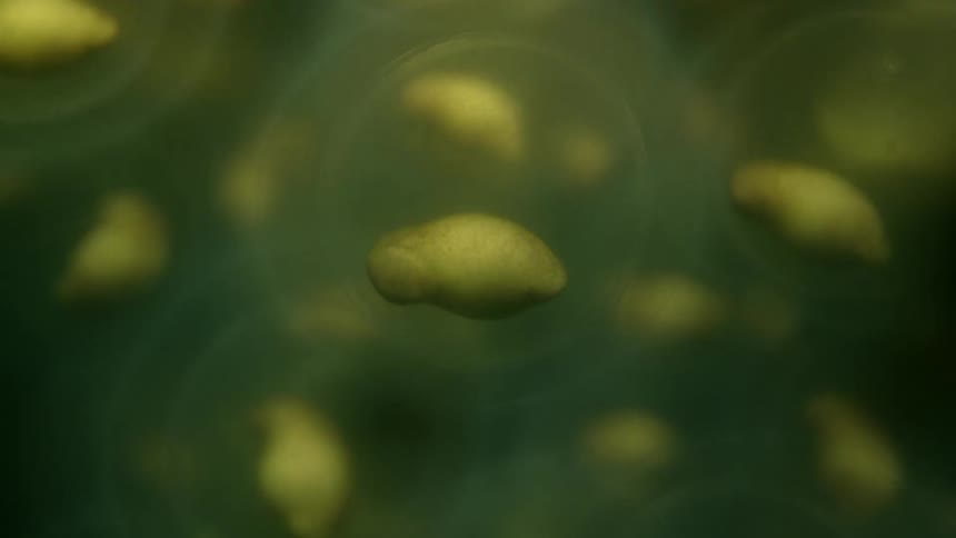 Extreme close up of fish embryos floating close to each other underwater