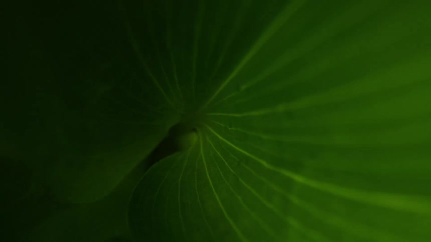 An extremely magnified leaf is shown moving from the center to the top