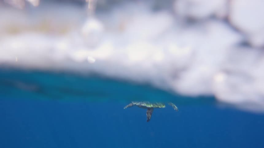 A turtle is swimming in clear blue water as sunlight shines from above