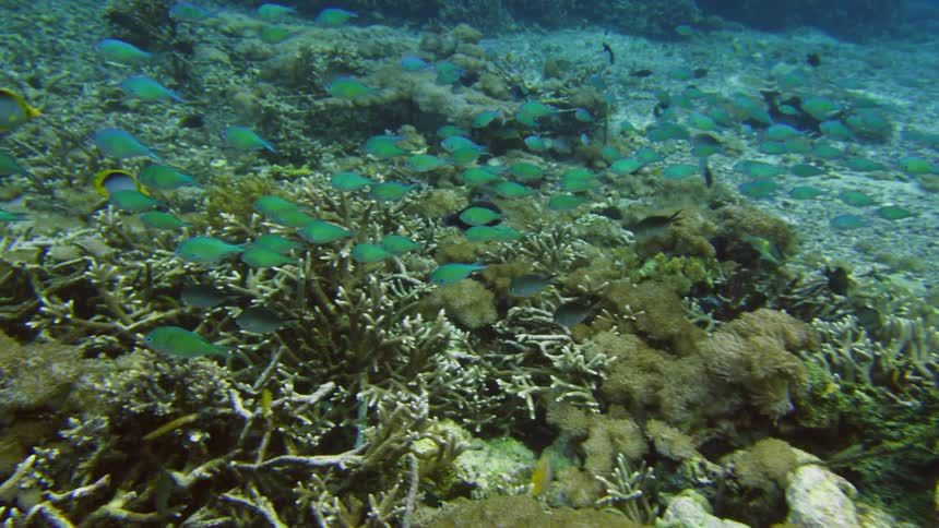 A group of fish swim near the sea floor during the day