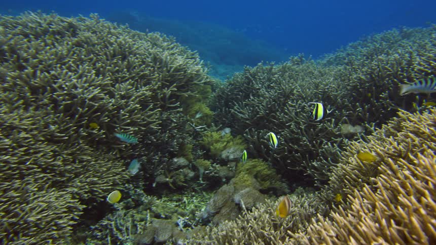 Fish swim through coral reef in the ocean
