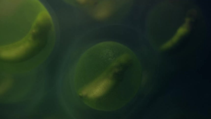 Green bubbles with solid centers are enclosed in bluer bubbles in a darker blue liquid