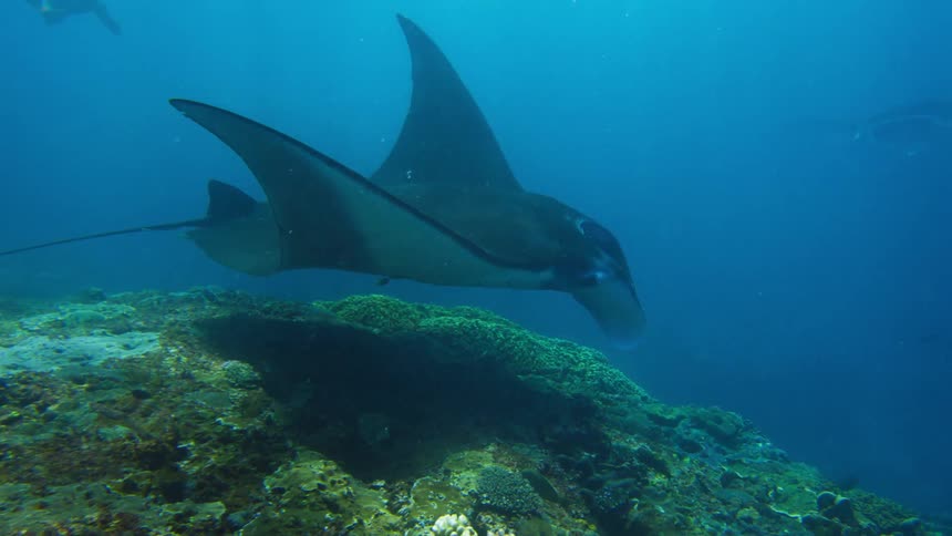 A diver is swimming behind a stingray as it moves over a reef