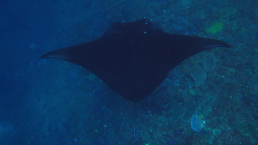 A sting ray is shown underwater slowly swimming along the ocean floor