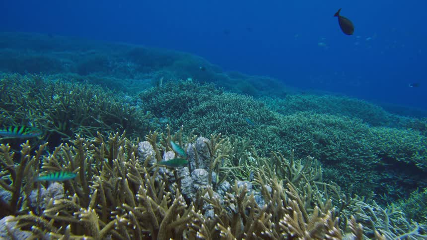 Tropical fish swimming over the coral reefs at the bottom of the blue ocean waters