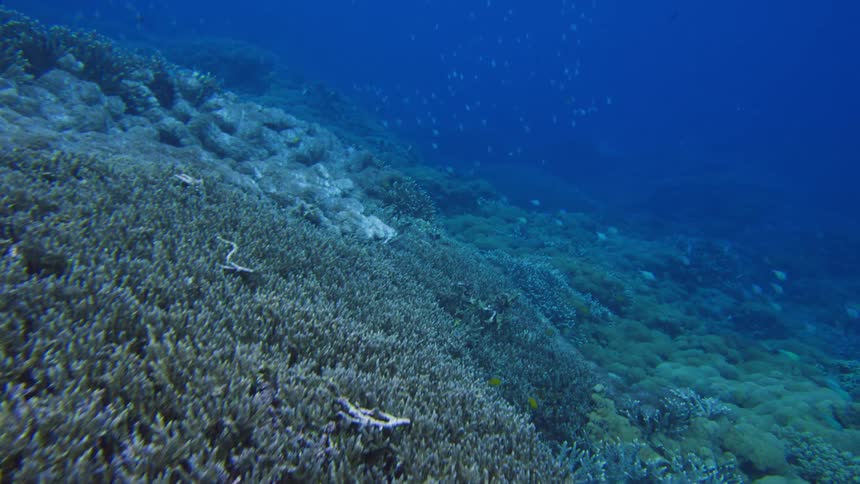 Fish swim along the bottom of the ocean