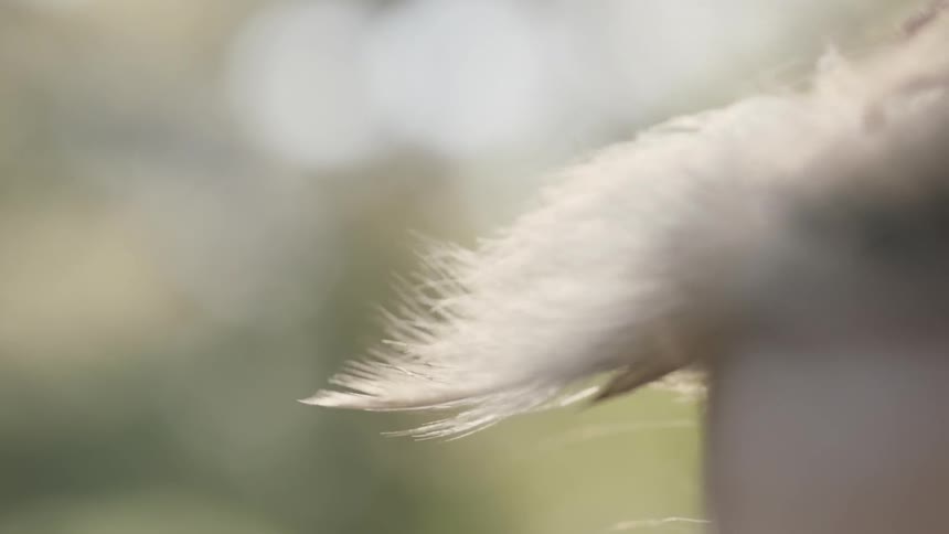 Extreme close-up of a blonde girl's hair blowing in the wind