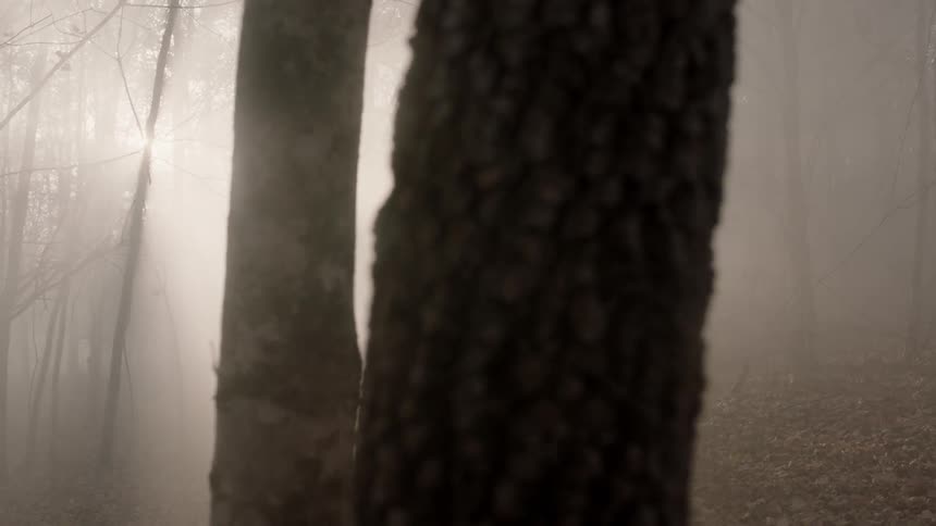 A man in a foggy forest