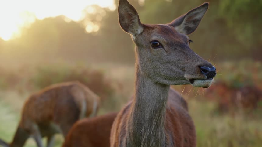 Deer chewing in the nature