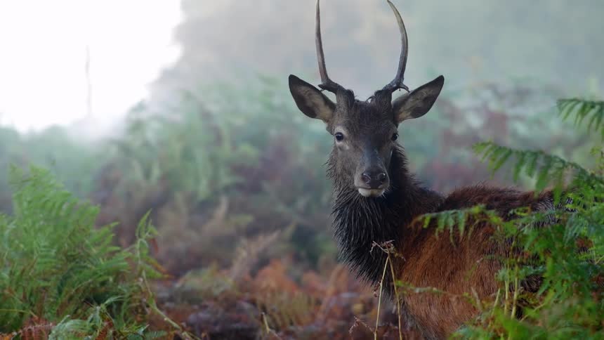 A deer or stag standing on the dense vegetation at morning looking at the camera