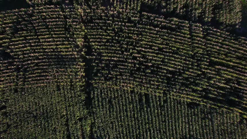 Top down aerial view of crops waving in the wind