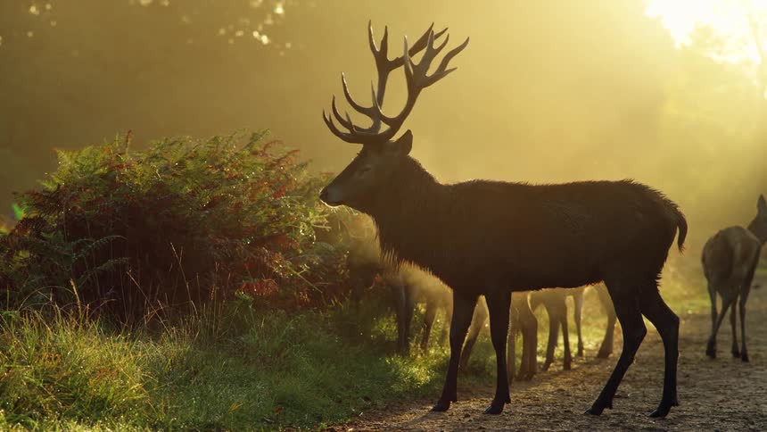 A buck looks around at the surroundings while standing near smaller deer grazing nearby