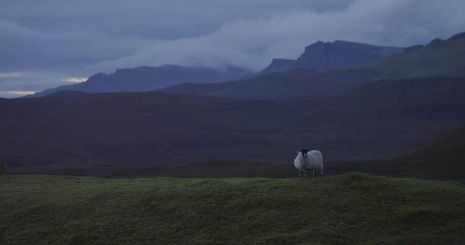 A white seep standing on a green hill next to the mountains at morning