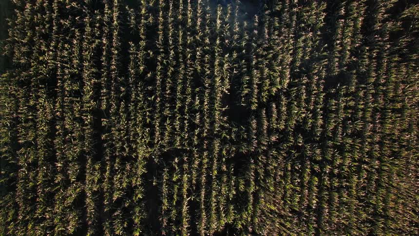 The wind blows the crops