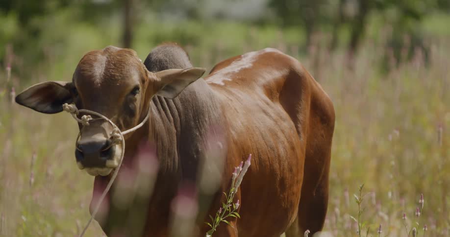 Brahman cow grazing on a field in the countryside at daytime