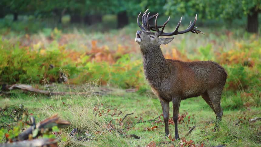A forest deer is standing near the woods is looking up and then it looks forward with the massive antlers on its head