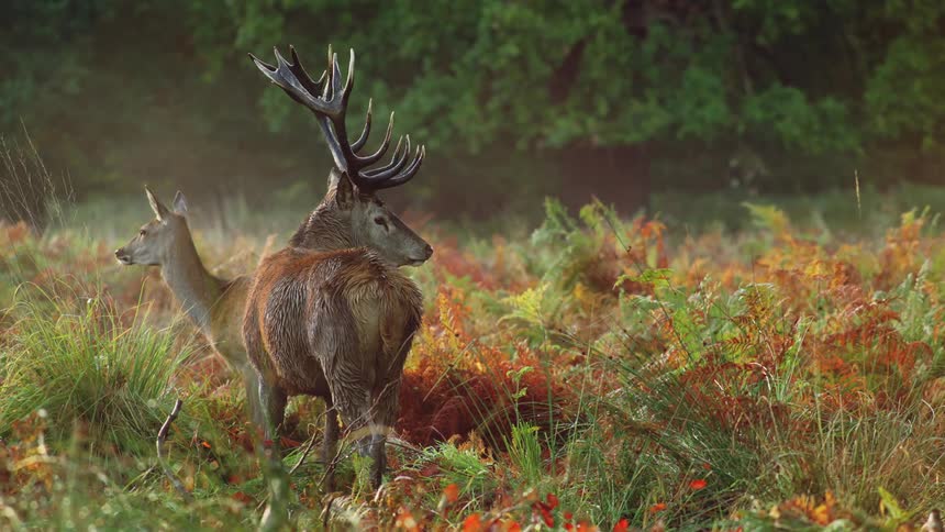 Two deer are standing in a field near the woods and one has massive antlers on its head