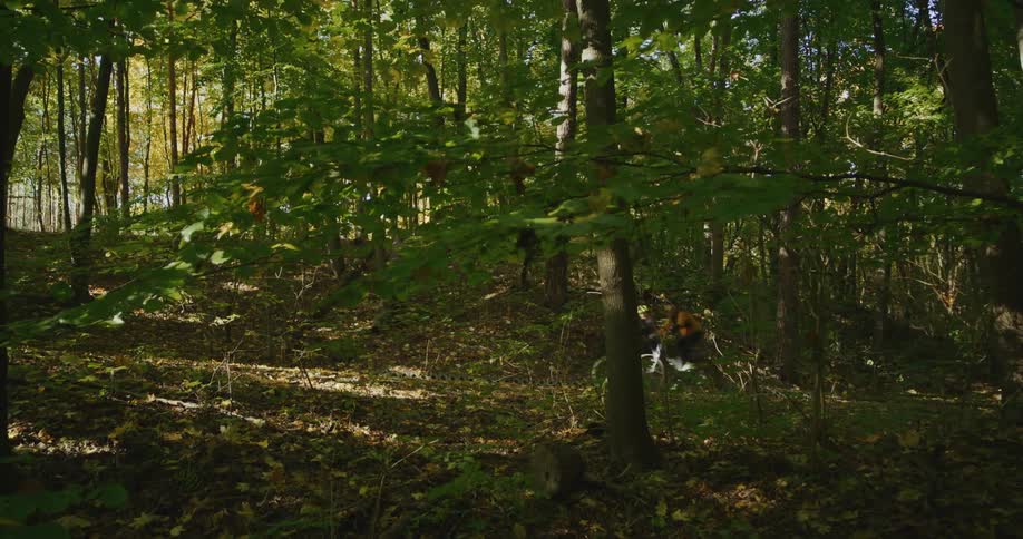 Two people are riding their bicycles on a trail through the woods