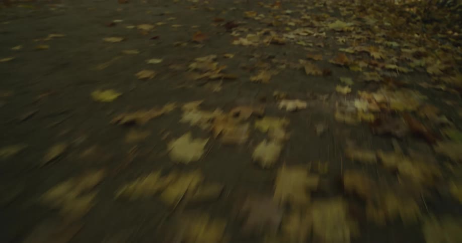 Fallen leaves cover the surface of a road