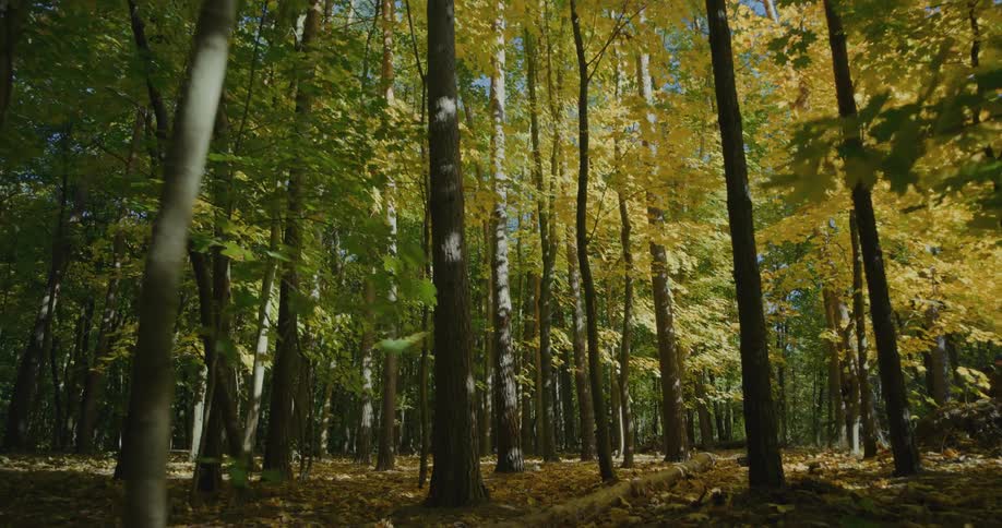 Two people riding bicycles in a forest