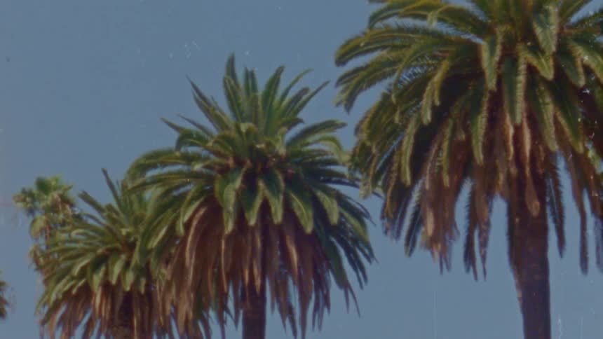 Lush foliage of a row of palm trees against the blue sky caught on vintage film