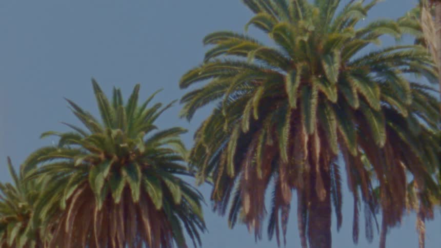 Palm trees against the blue sky